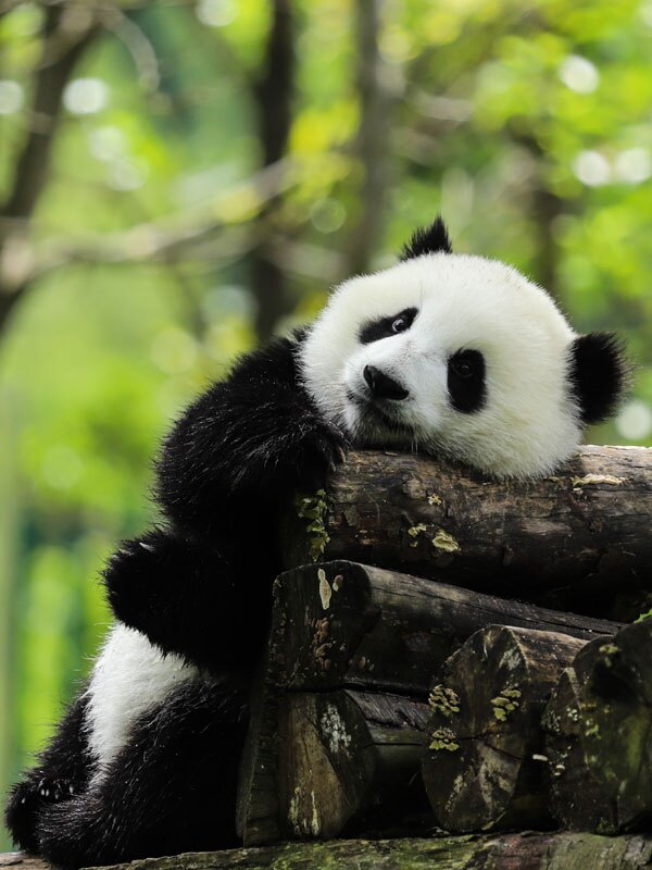13 Days China Panda Private Tours with Yangtze Cruise