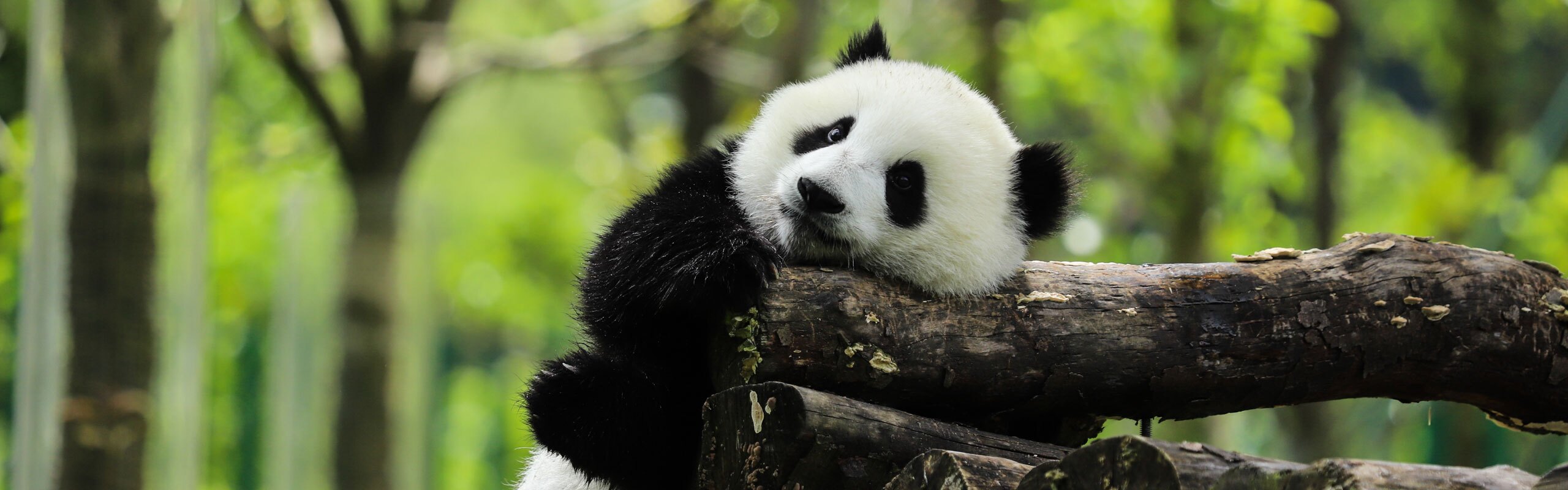 13-Day China Panda Private Tours with Yangtze Cruise