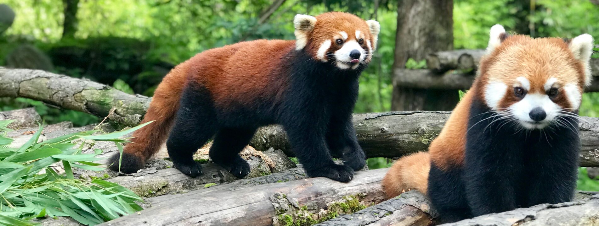 2-Day Tour for Wolong Red Panda Keeper Program